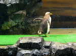 penguin 021.jpg