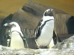 penguin 034.jpg