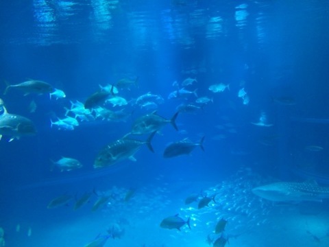 DE070AE4-6B8C-4762-A75B-4064C1936EC5.jpeg
